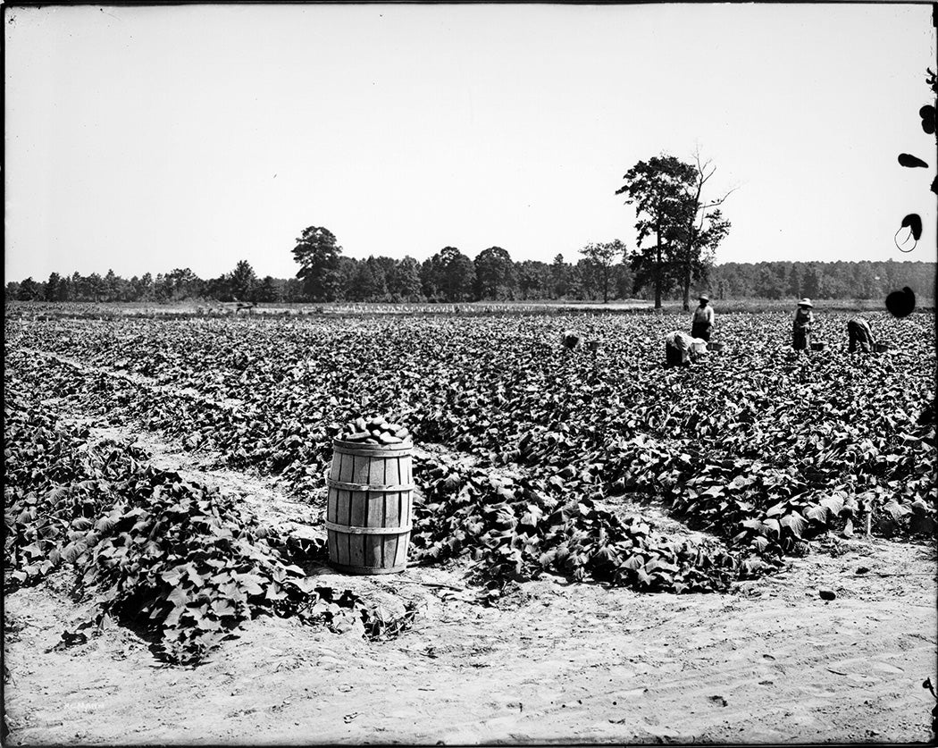 Cucumber Harvest