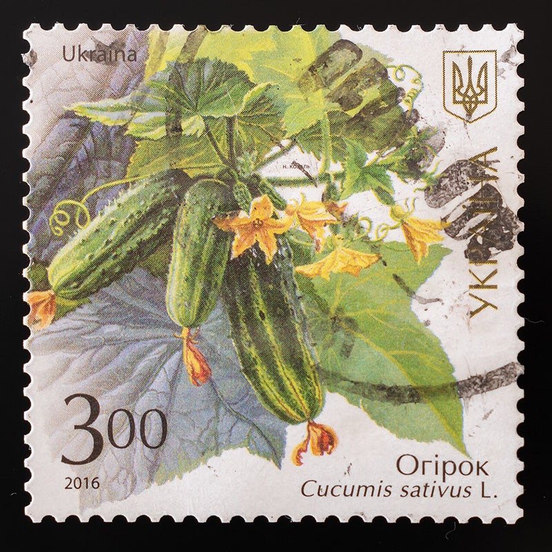 Cucumis sativus stamp from Ukraine