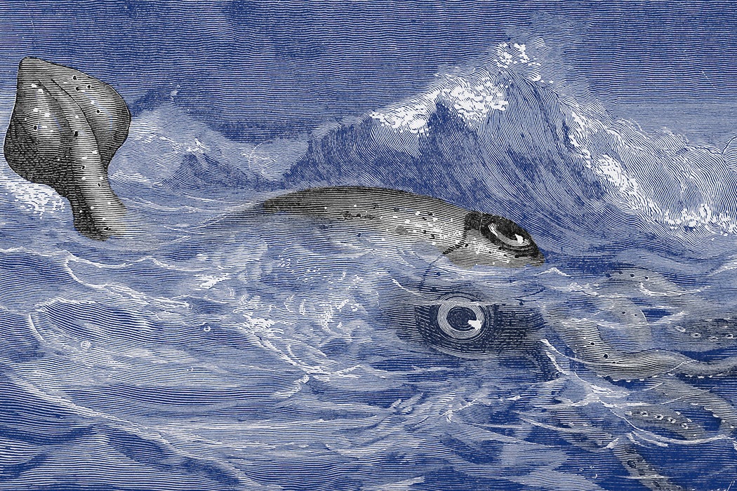 An illustration of a giant squid, 1887