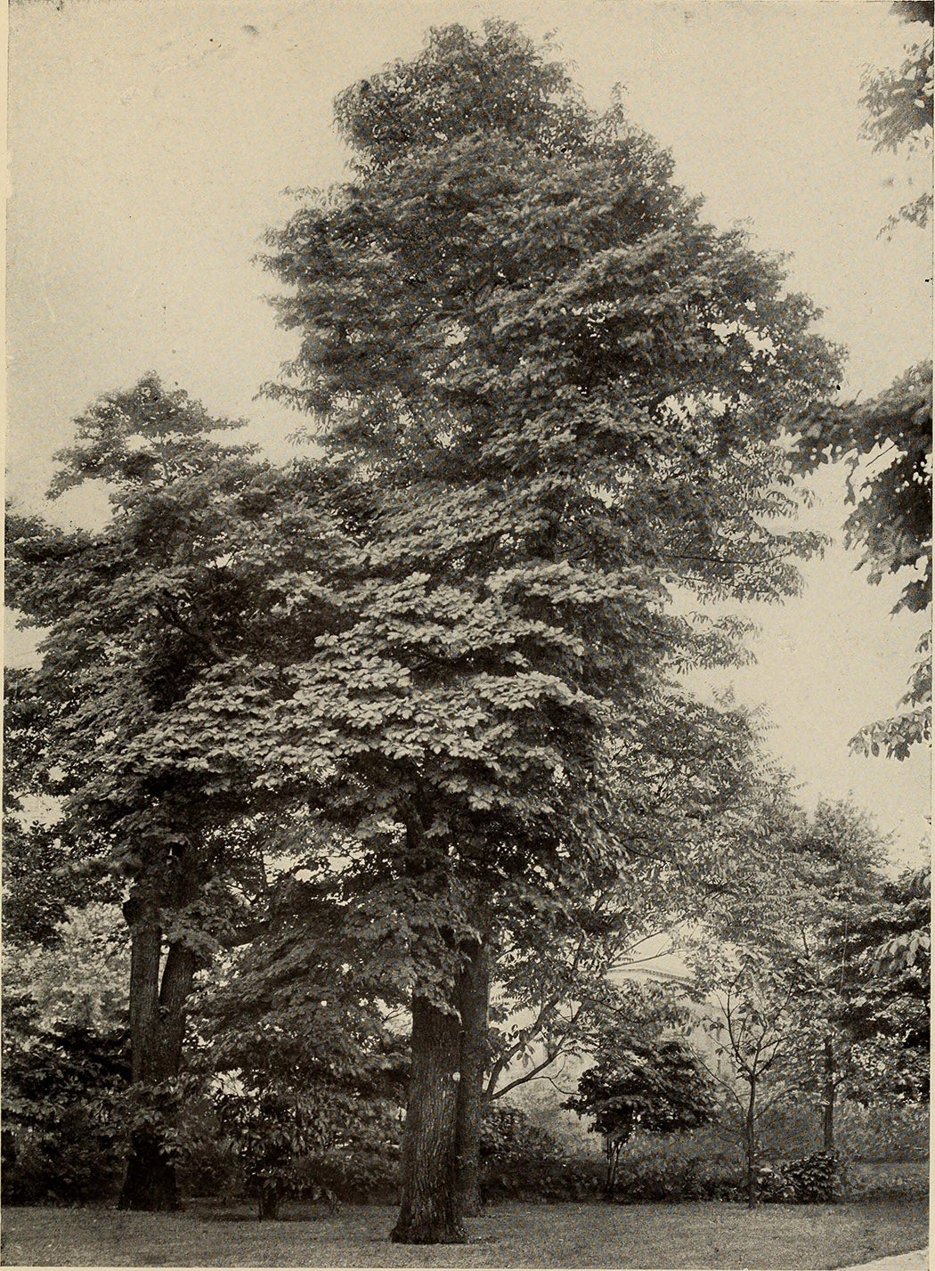 Sassafras tree via Wikimedia Commons