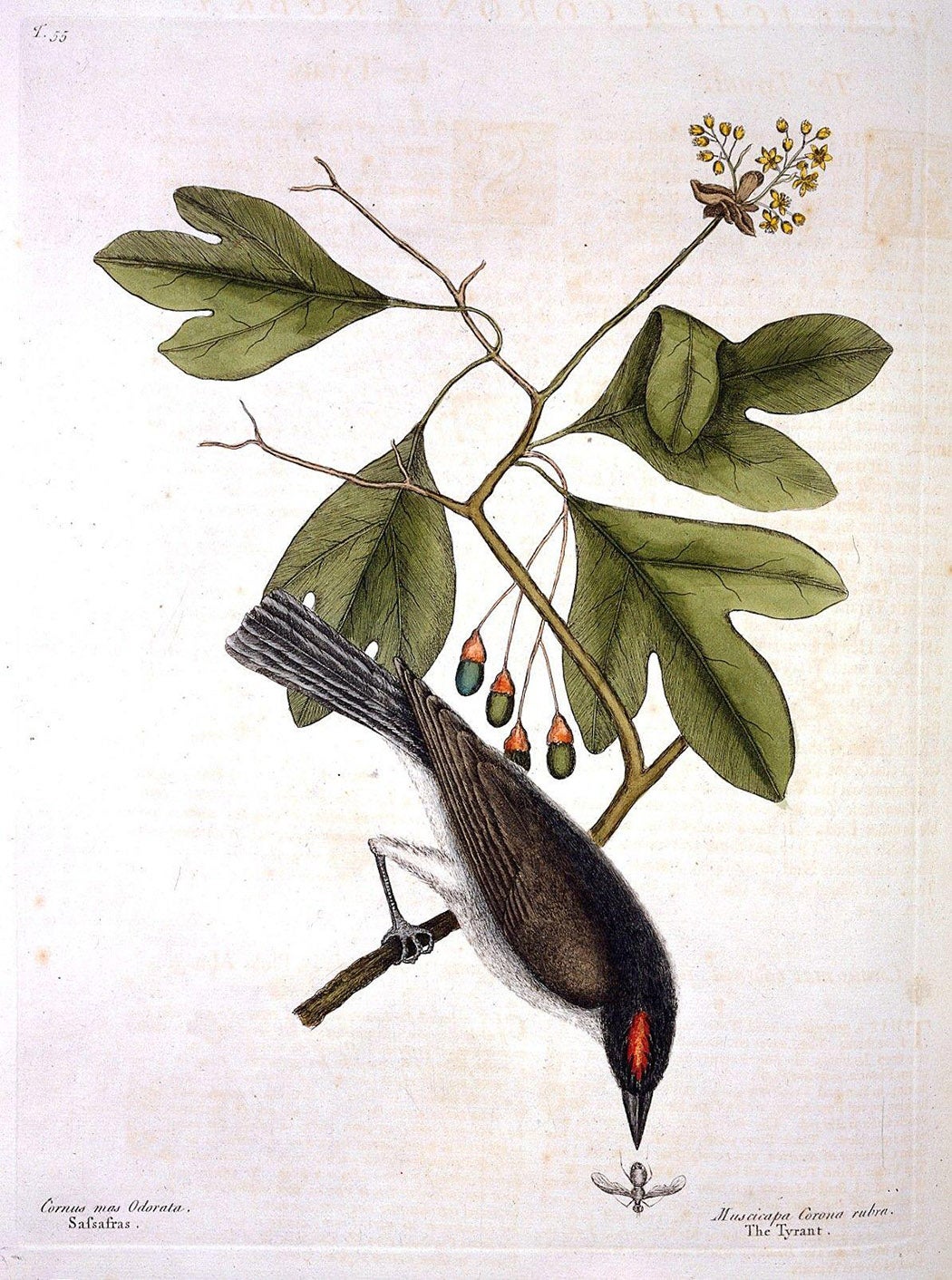 A sprig of sassafras