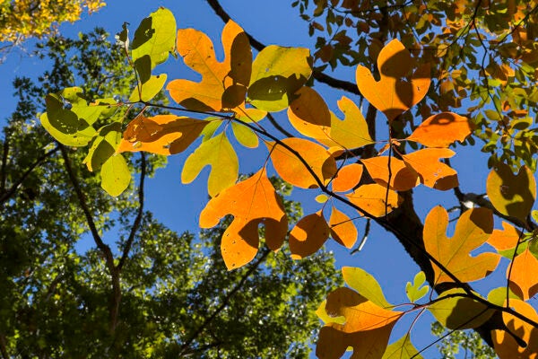Vibrant sassafras leaves create a colorful understory in the woods near the Great Marsh Area of the Massachusetts North Shore. Sassafras leaves are unique for their three distinct shapes: a simple oval, a two-lobed "mitten" shape, and a three-lobed shape.