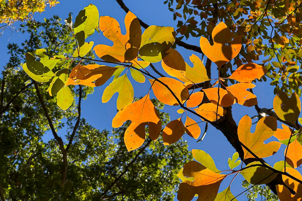 Vibrant sassafras leaves create a colorful understory in the woods near the Great Marsh Area of the Massachusetts North Shore. Sassafras leaves are unique for their three distinct shapes: a simple oval, a two-lobed "mitten" shape, and a three-lobed shape.