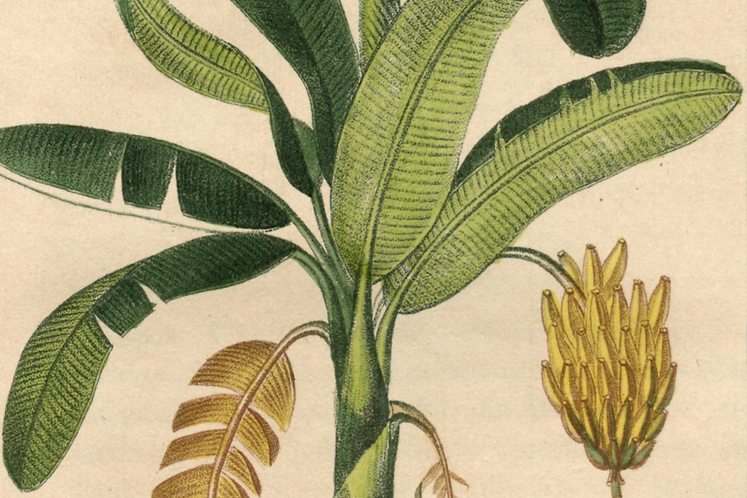 An illustration of Musa × paradisiaca