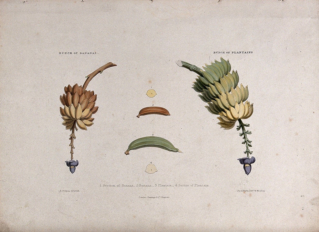 A bunch of bananas and a bunch of plantains