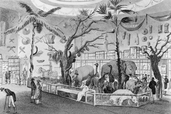 An engraving depicting visitors admiring a group of African mammals, taxidermied exhibits at Bullock's Museum, in Piccadilly, London, England, circa 1815.