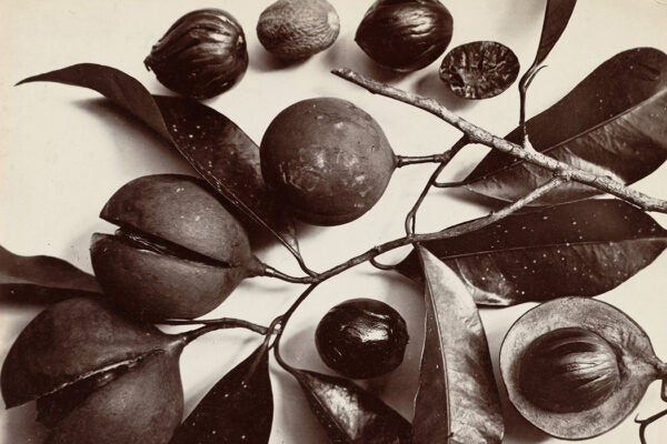 A photograph of nutmeg from the Banda Islands, ca. 1875