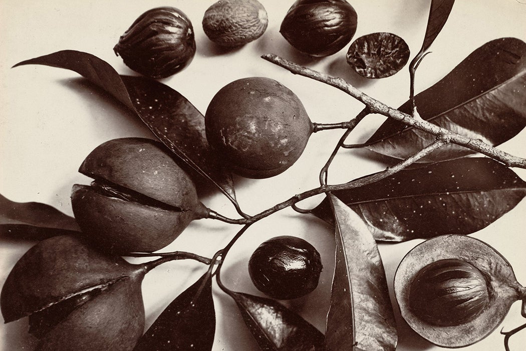 A photograph of nutmeg from the Banda Islands, ca. 1875