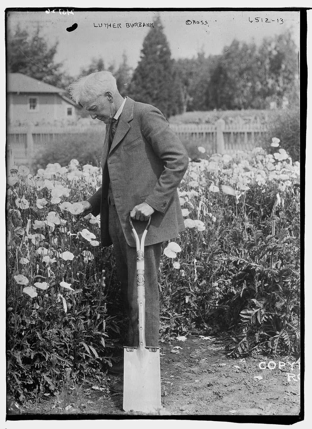 Luther Burbank via Wikimedia Commons 