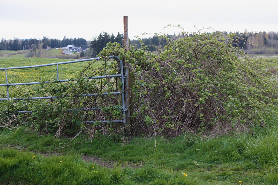 Gate overgrown with blackberry bramble via Wikimedia Commons 