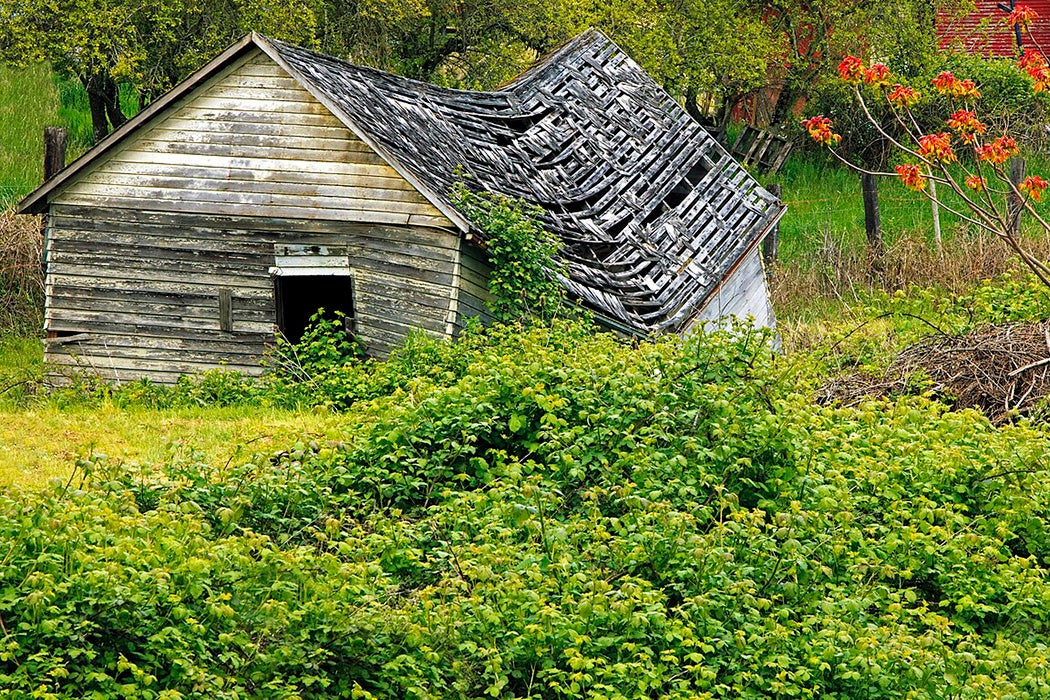 A Blackberry bramble climbing a dilapidated house