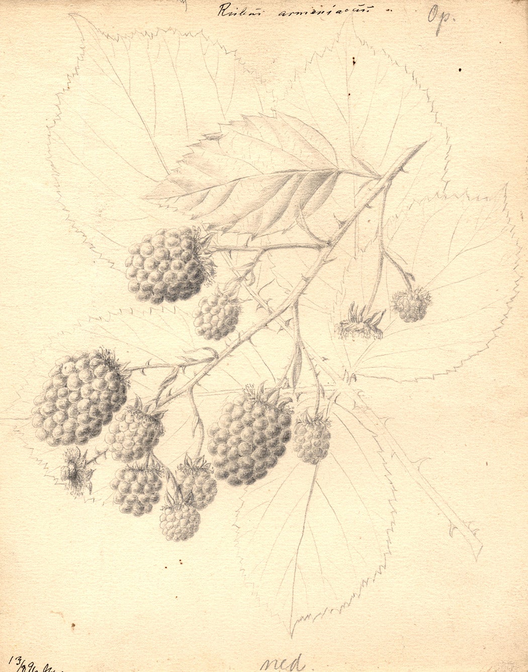 Rubus Armeniacus