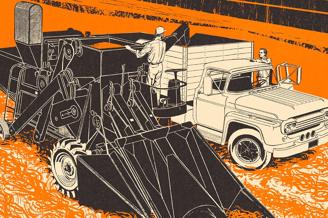 Farmers Harvesting Crops
