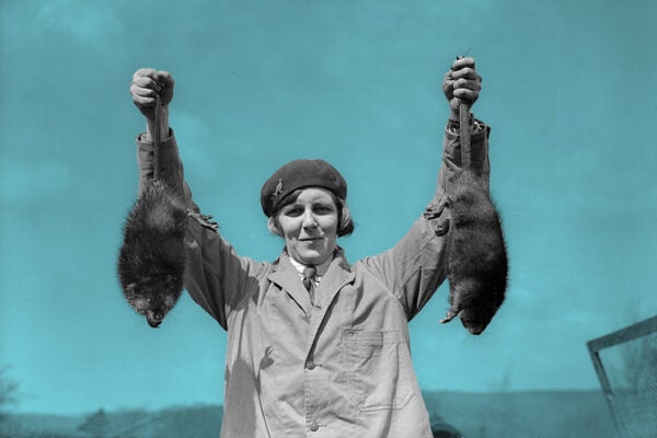 Miss May Hibbert displays two of her musquash or muskrats at Mears Ghyll Fur Farm in Caton, England