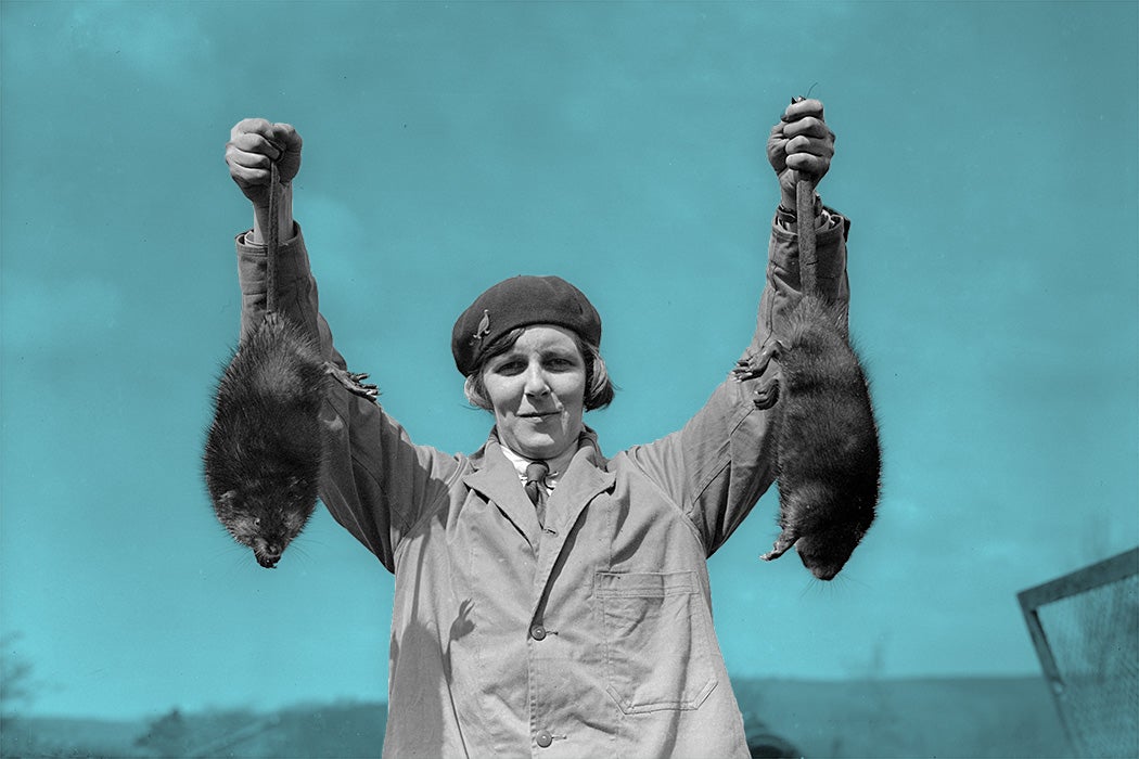 Miss May Hibbert displays two of her musquash or muskrats at Mears Ghyll Fur Farm in Caton, England