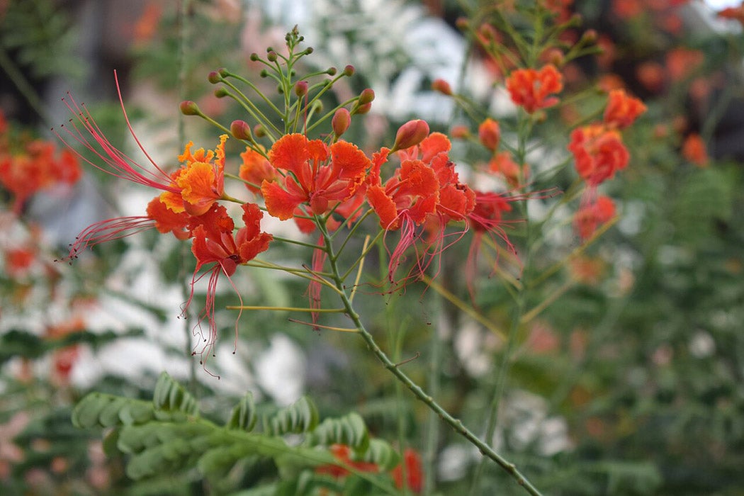 Peacock flower 