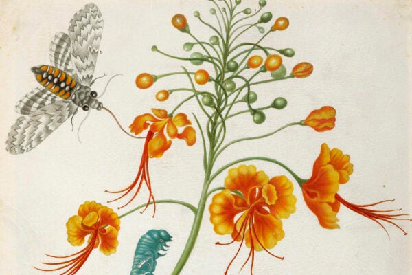 Botanical illustration of the peacock flower from Maria Sibylla Merian’s Metamorphosis of the Insects of Suriname