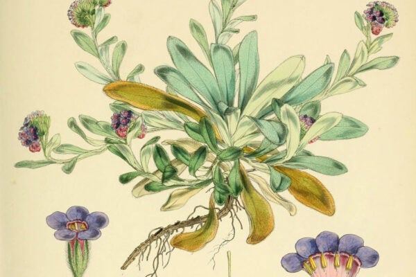 Illustration of Myosotis capitata in Flora Antarctica. Drawn and engraved by Walter Hood Fitch for Joseph Dalton Hooker,1844.