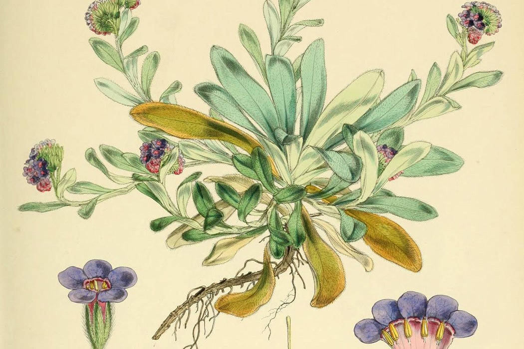 Illustration of Myosotis capitata in Flora Antarctica. Drawn and engraved by Walter Hood Fitch for Joseph Dalton Hooker,1844.