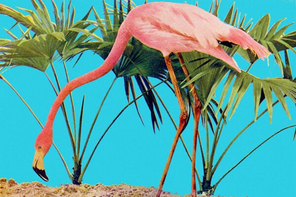 https://commons.wikimedia.org/wiki/File:Birds_and_nature_(1897)_(20390615921).jpg