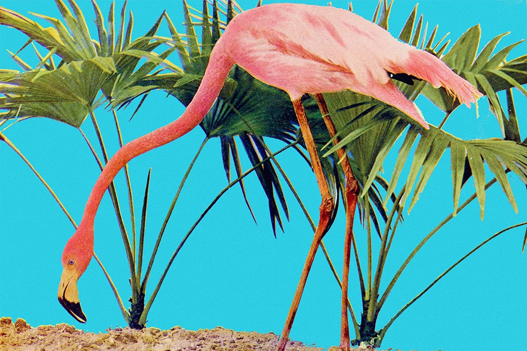 https://commons.wikimedia.org/wiki/File:Birds_and_nature_(1897)_(20390615921).jpg