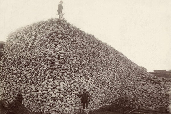 Men standing with pile of buffalo skulls, Michigan Carbon Works, Rougeville Mich., 1892.