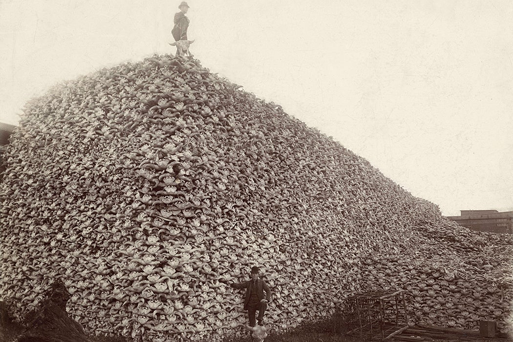 Men standing with pile of buffalo skulls, Michigan Carbon Works, Rougeville Mich., 1892.