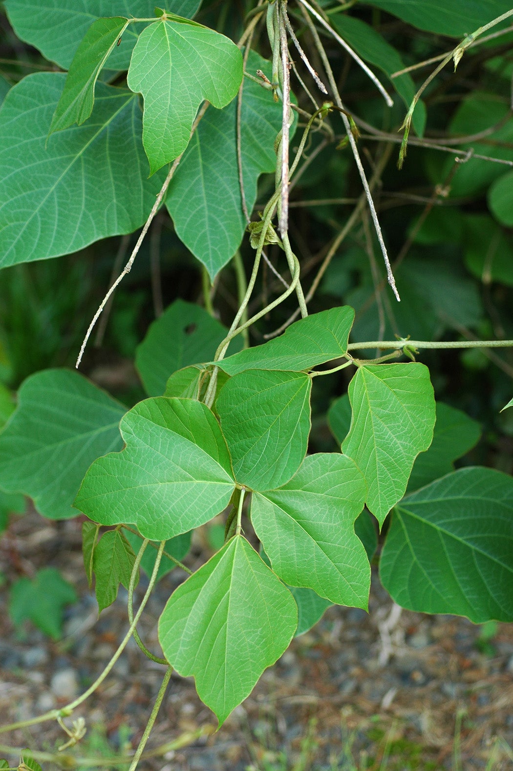 Kudzu leaves.
