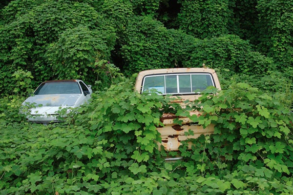 Kudzu, sometimes called the vine that ate the Southeastern USA, growing over an abandoned car and truck in Chattanooga, Tennessee.