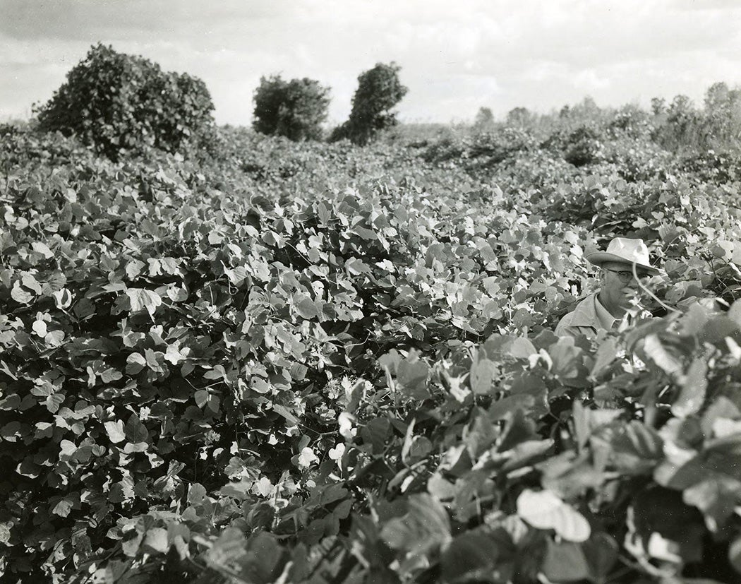 Kudzu for erosion control via JSTOR