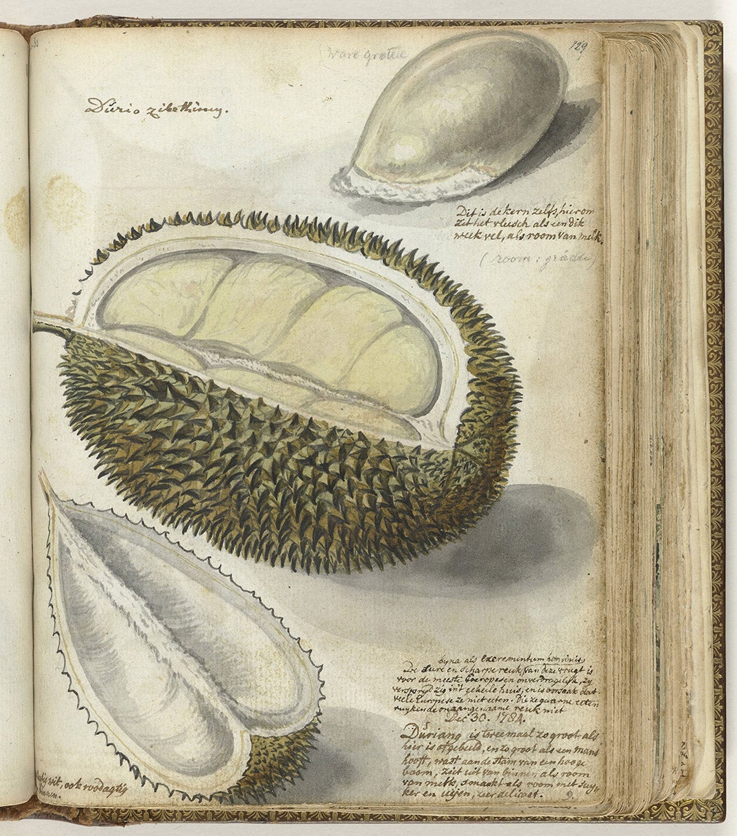 1784 illustration of durian from Dutch expeditions in Jakarta, Indonesia from the sketchbook of Dutch watercolorist Jan Brandes via JSTOR. The notes on the page mention that “the flesh clings like a thick soft skin, like cream of milk” and “the sour and sharp smell - almost like human excrement - of this fruit is unbearable for most Europeans.”