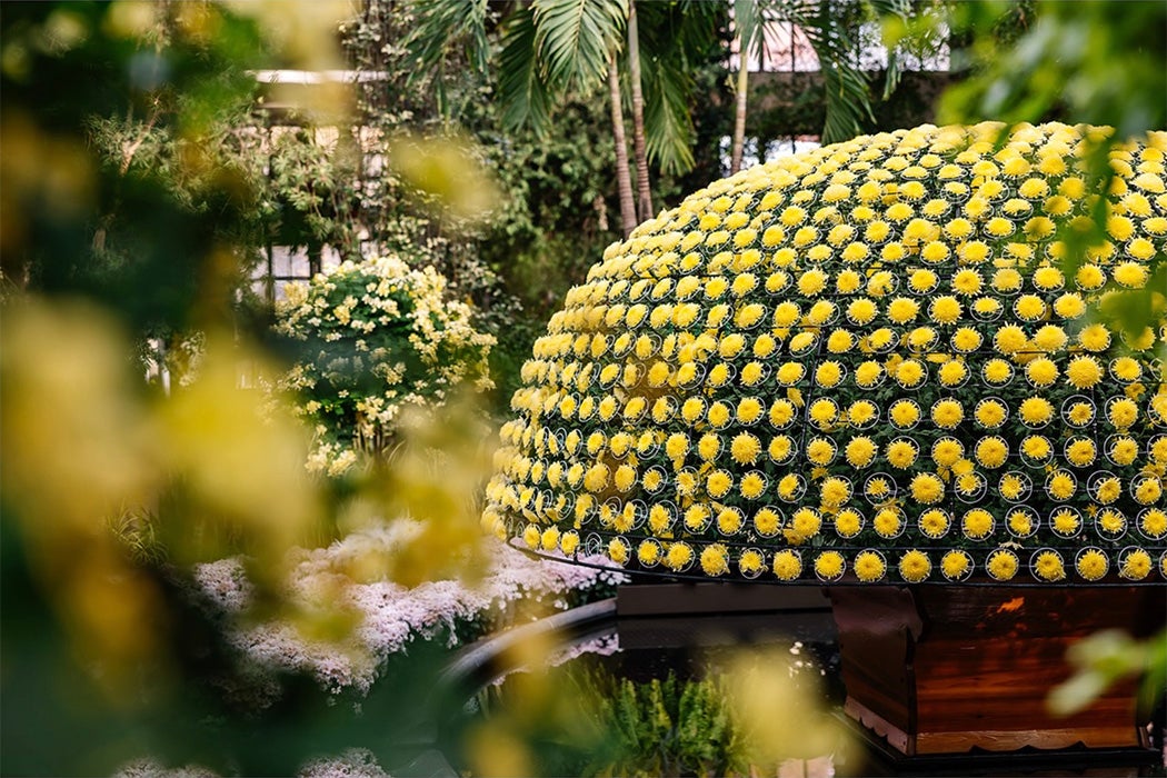 The Art of the Thousand Bloom Chrysanthemum