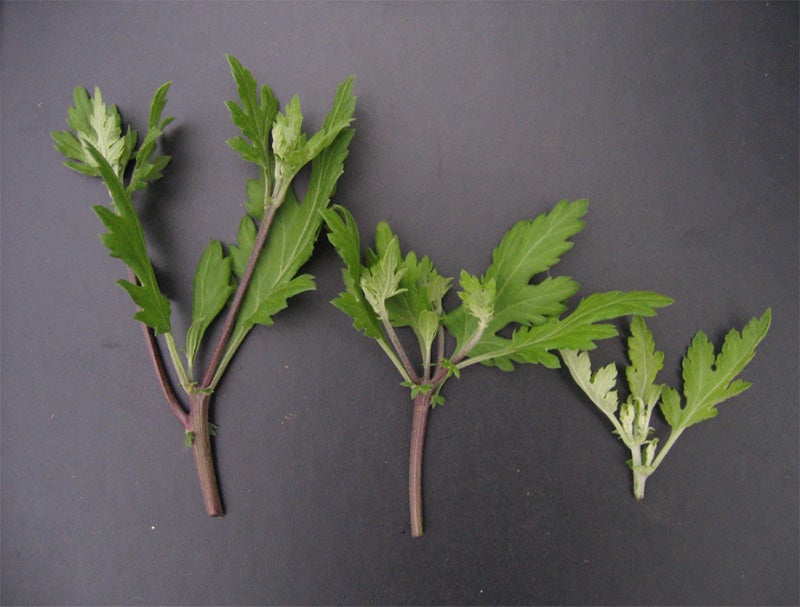 Chrysanthemum cuttings, Longwood Gardens, 2005. Photographer: Yoko Arakawa. © Longwood Gardens (Image ID 394142)
