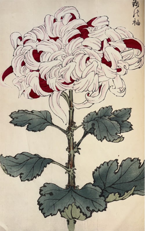 Folios from Keika Hasegawa’s One Hundred Chrysanthemums, 1893. Photographer: Gillian Hayward. From Longwood Gardens Library Rare Book Collection. © Longwood Gardens