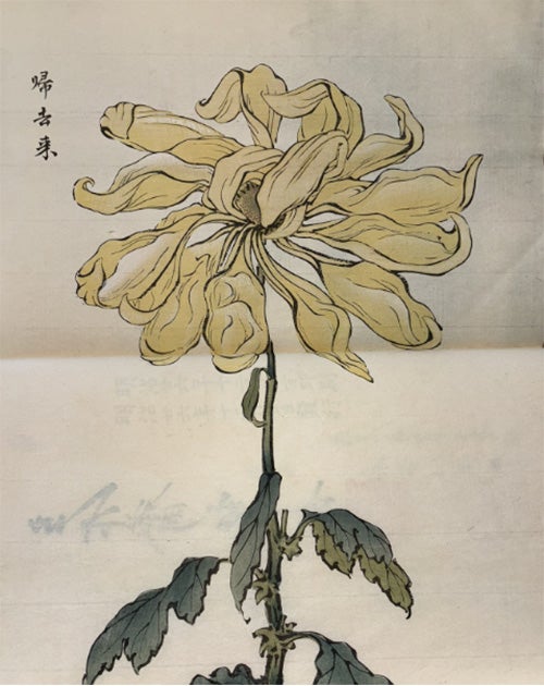 Folios from Keika Hasegawa’s One Hundred Chrysanthemums, 1893. Photographer: Gillian Hayward. From Longwood Gardens Library Rare Book Collection. © Longwood Gardens