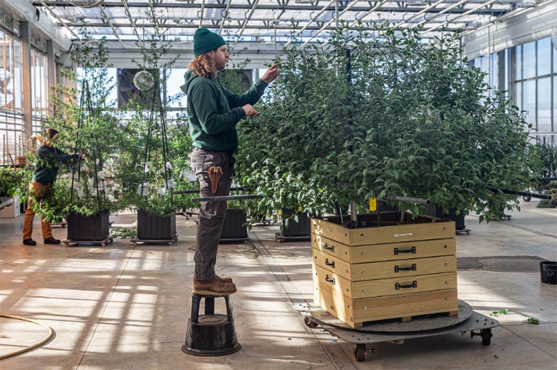 Horticulturist Andrew Bollenbach training a Thousand Bloom in the Nursery at Longwood, March 2025. Photographer: Richard Donham. © Longwood Gardens