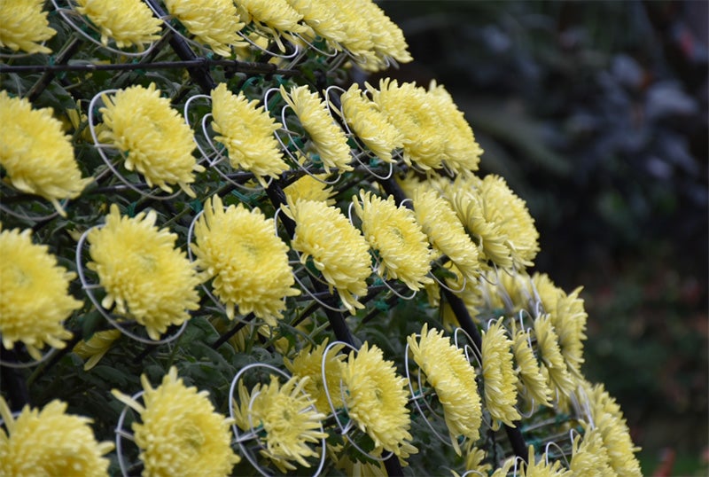 Close-up of the Thousand Bloom showing the individual wire rindai that support and position each flower, Longwood Gardens, October 2023. Photographer: Heather Goff. © Longwood Gardens