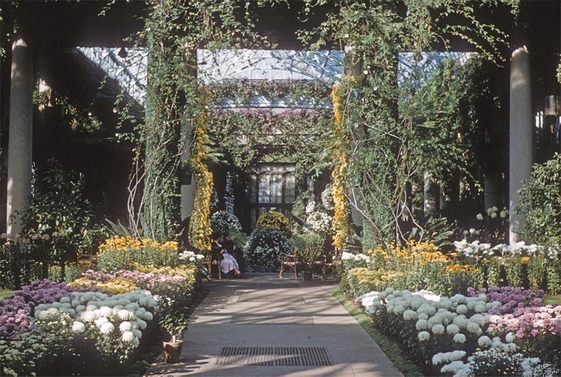 Longwood Gardens’ Chrysanthemum Festival. View from the Center Walk in the East Conservatory, November 1959. Photographer: Marguerite Vogenberger. © Longwood Gardens