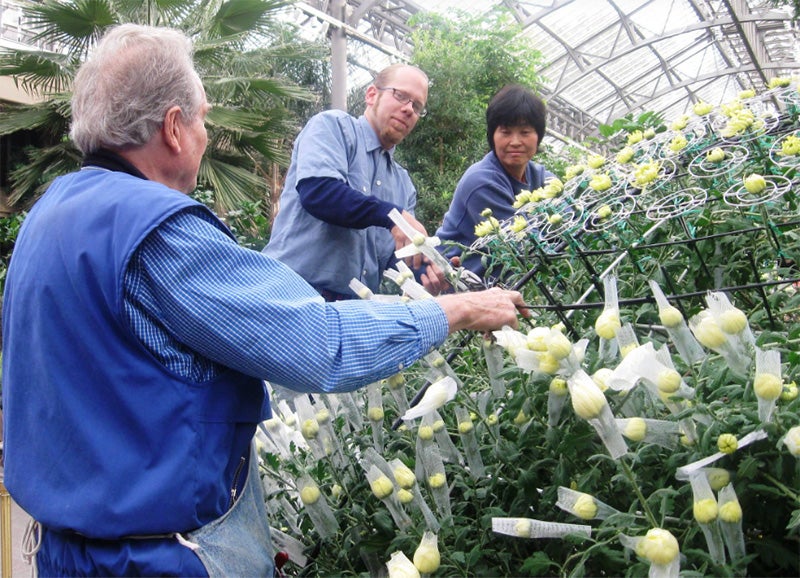 Thousand Bloom Horticulturist Yoko Arakawa (right) installing Longwood’s first Thousand Bloom in the East Conservatory, 2009. Also pictured (from left): Volunteer John Testorf and Welder/Fabricator Dave Beck. Photographer: Nancy Bowley. © Longwood Gardens