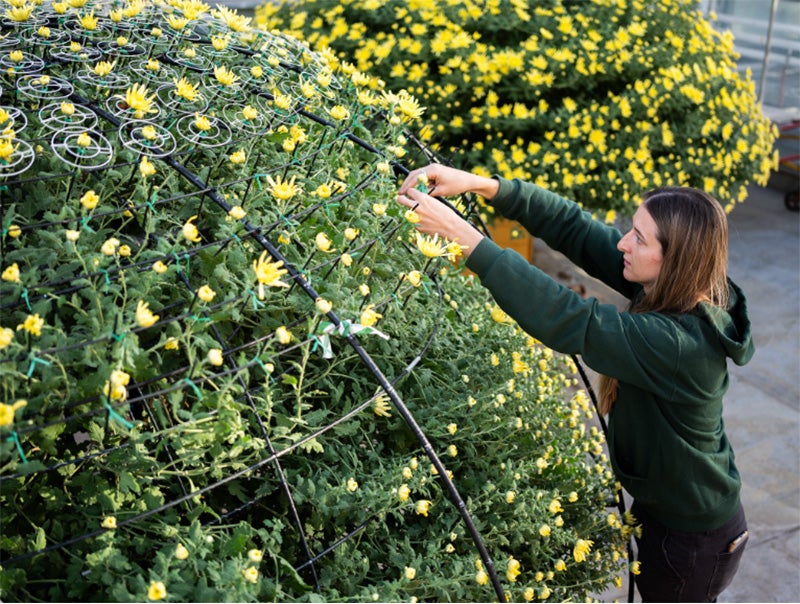 Today’s lead steward of the Thousand Bloom, Emily Coghlan, in the Nursery at Longwood preparing the plant for display, October 2025. Photographer: Daniel Traub. © Longwood Gardens
