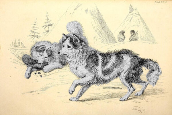 Canis familiaris var. lagopus